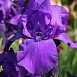 Ирис германский (бородатый) 'Матината' 