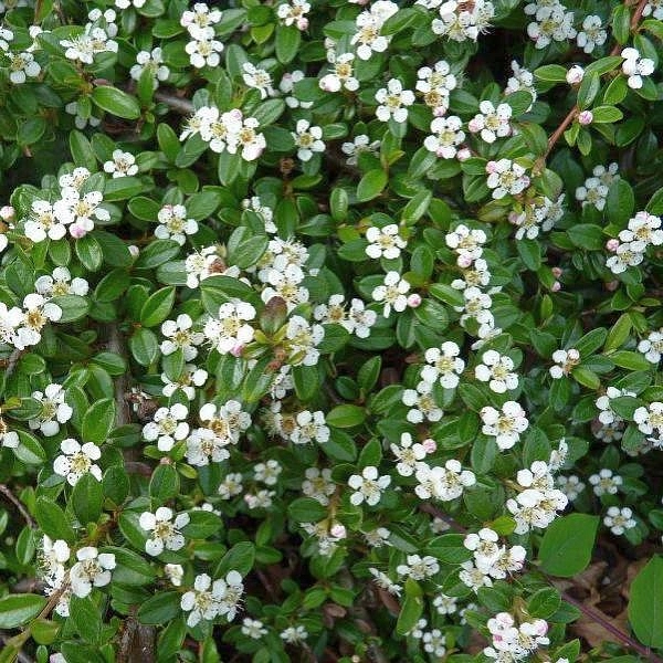 Кизильник гибридный 'Корал Бьюти'