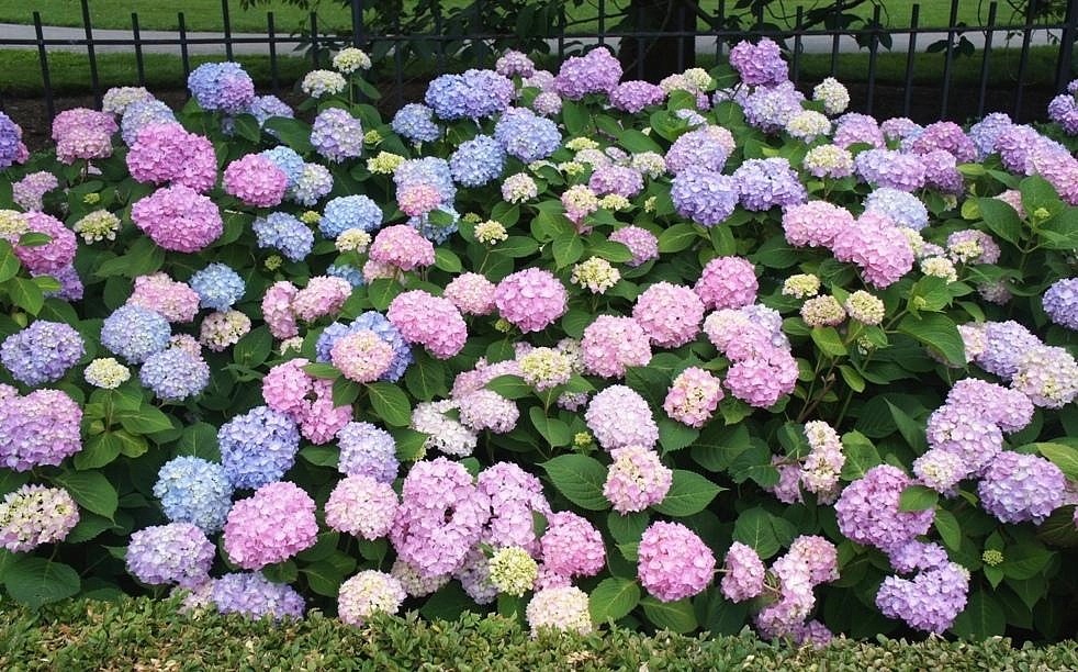 Гортензия крупнолистная 'Бесконечное лето'