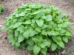 Мелисса лекарственная 'Мандарина Оранж Сентед'