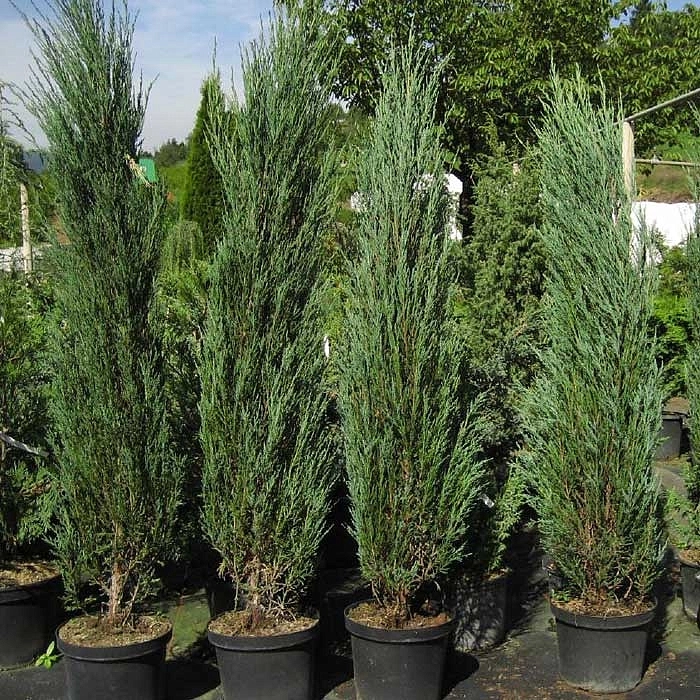 Можжевельник скальный 'Блу Арроу'