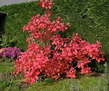 Скумпия кожевенная 'Грейс'