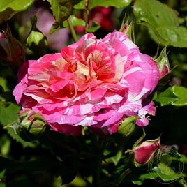 Роза 'Руделе Фелибран' (розовая)
