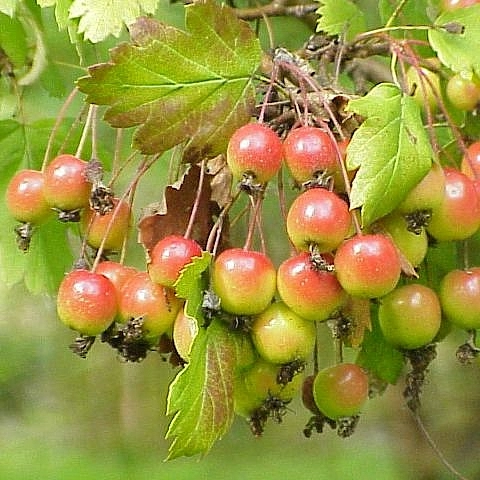 Яблоня 'Флорентина'