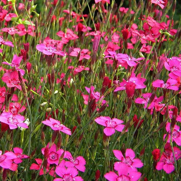 Гвоздика травянка 'Конфетти Ред' (красная)