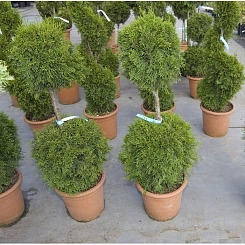 Туя западная 'Смарагд' бонсай  2 шара