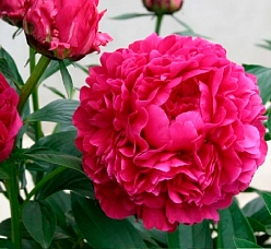 Пион молочноцветковый 'Канзас' (малиновый) Пион молочноцветковый 'Канзас' (малиновый)