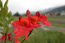 Рододендрон желтый (азалия) 'Тунис' (красный)