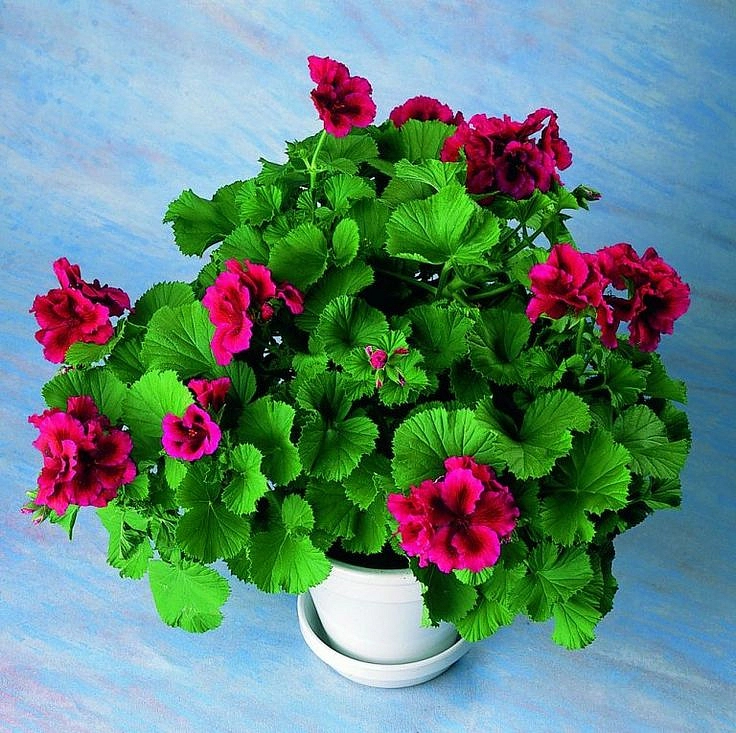Пеларгония плющелистная (кашпо)