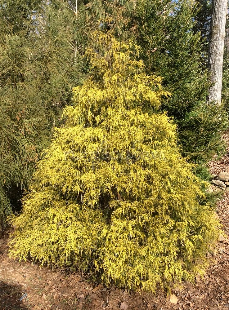 Кипарисовик горохоплодный 'Полс Голд'