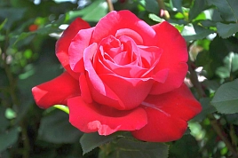 Роза 'Дам де Кер' (чайно - гибридная) (вишнево - красная)