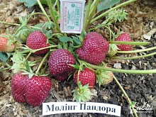 Земляника (клубника) 'Моллинг Пандора'