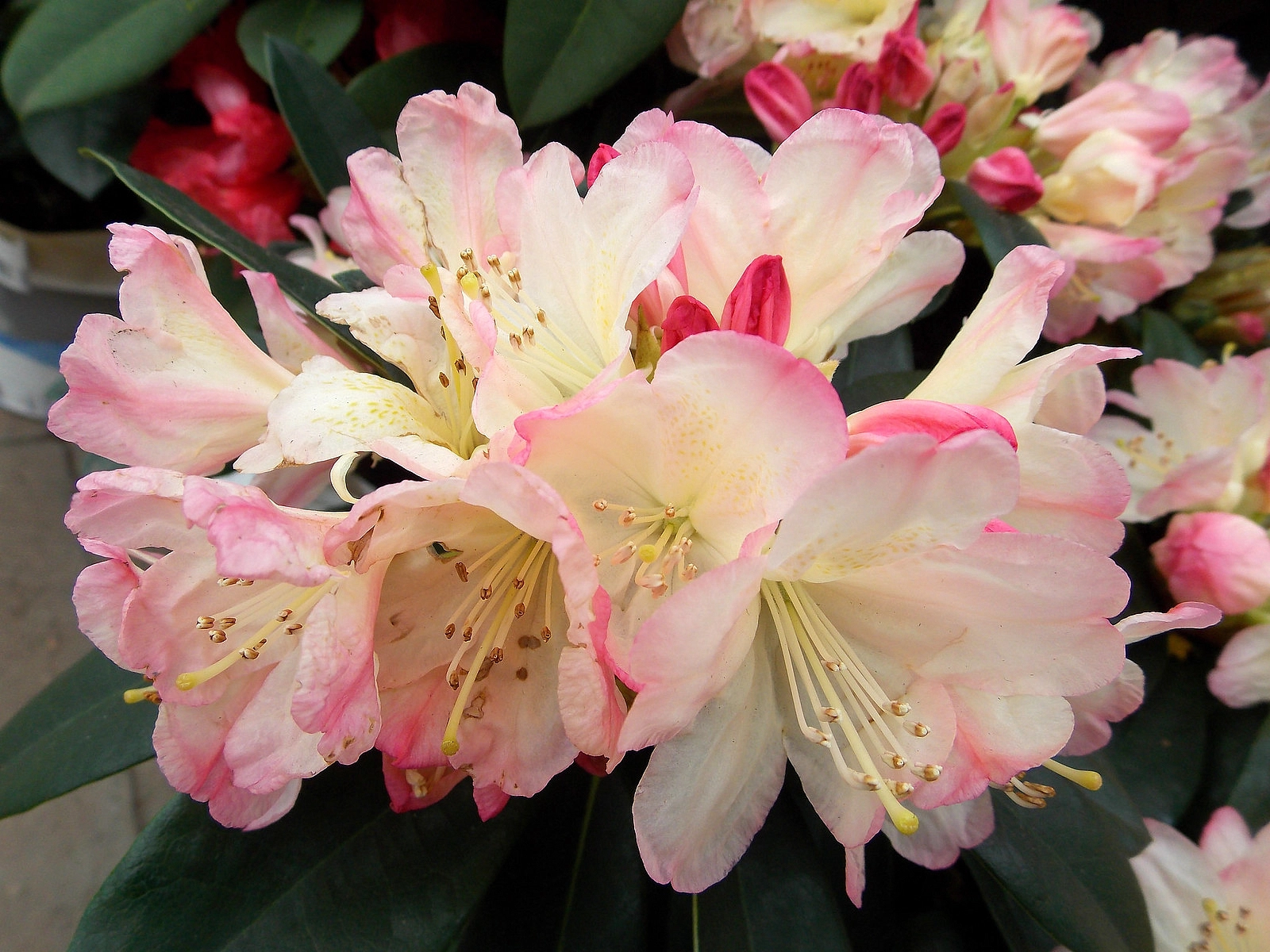 Рододендрон якушиманский 'Дасти Миллер' (желто-кораловые)