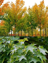 Клен остролистный 'Кливленд'
