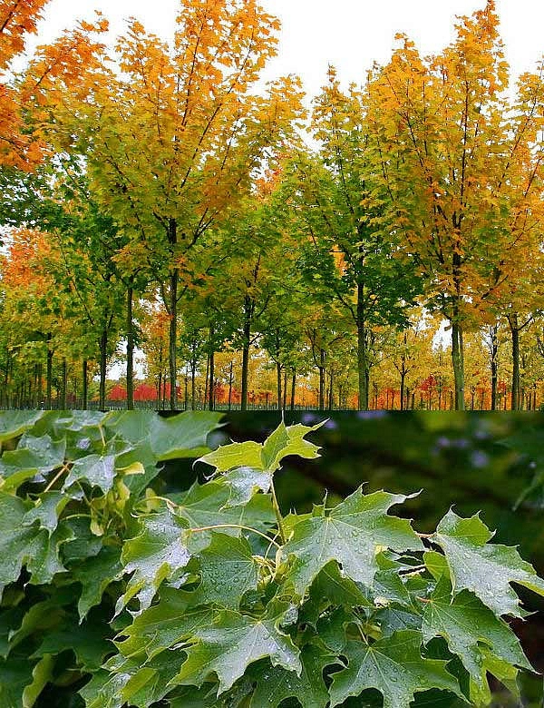 Клен остролистный 'Кливленд'