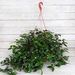 Традесканция ампельная (кашпо)