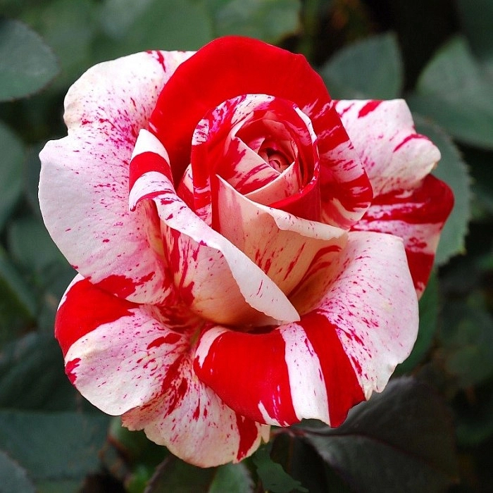 Роза 'Филателия' (чайно-гибридная) (розово - красная) купить по цене 1.500,00 руб. руб. в Москве в садовом центре Южный
