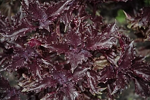 Базилик 'Пепл Раффлс'