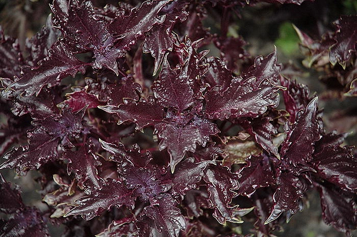 Базилик 'Пепл Раффлс'