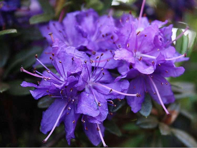 Рододендрон плотный 