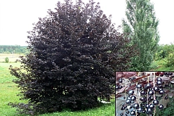 Черемуха обыкновенная 'Неубиенная'