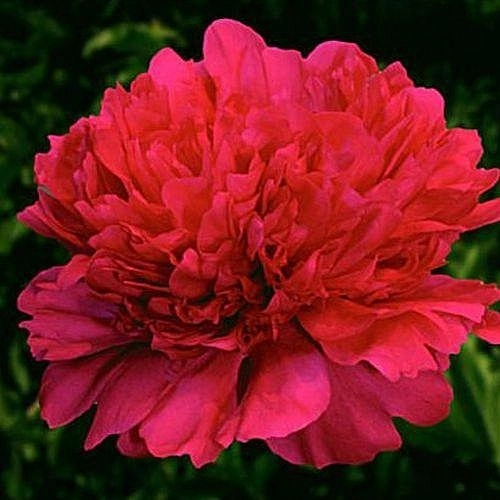 Пион молочноцветковый 'Ренато' (красный светлый)