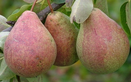 Груша 'Бергамот московский'