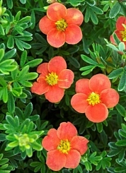 Лапчатка кустарниковая 'Редиссима'