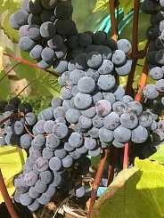 Виноград 'Юкка' Виноград 'Юкка'