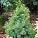 Ель сизая (канадская, белая) 'Сандерс Блу'