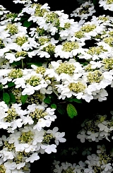 Калина складчатая 'Ватанабе'