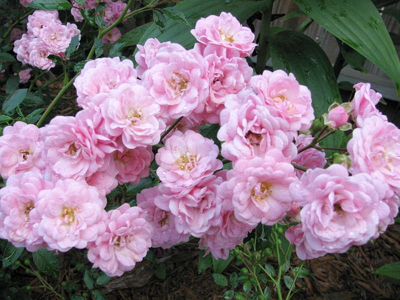 Роза 'Зе Фейри' (почвопокровная, полиантовая) (розовая)