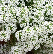 Алиссум морской (Лобулярия) 'Исте Боннет Сноу Кристалс'