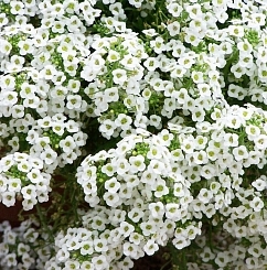 Алиссум морской (Лобулярия) 'Исте Боннет Сноу Кристалс'