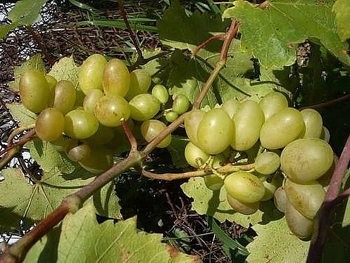 Виноград 'Бороновский'