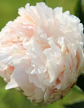 Пион травянистый 'Соланж'