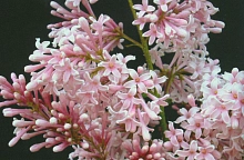 Сирень 'Ларкс Сонг' (розовая)