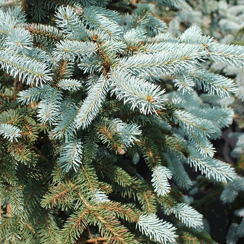 Ель колючая 'Эрих Фрам'