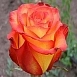 Роза 'Коника' (чайно-гибридная) (кораловая)