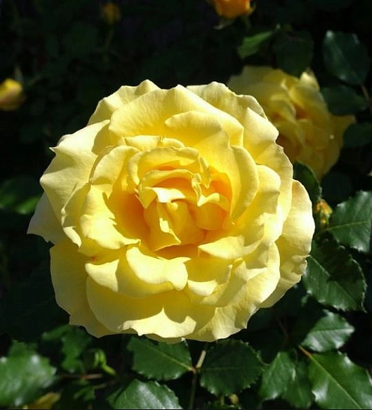 Роза 'Голден Клаймб' (плетистая)