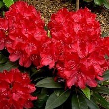 Рододендрон гибридный 'Владислав Ягелло' (тёмно-красный)