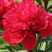 Пион молочноцветковый 'Диана Паркс' (красный яркий)