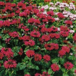 Монарда двойчатая Файербол