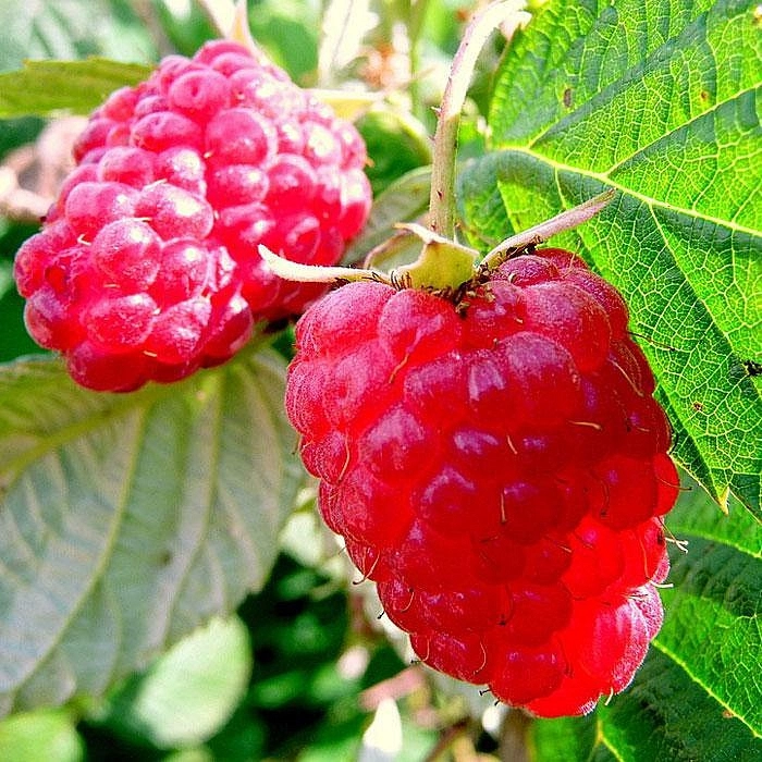 Малина 'Бальзам'