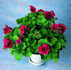 Пеларгония плющелистная (кашпо)