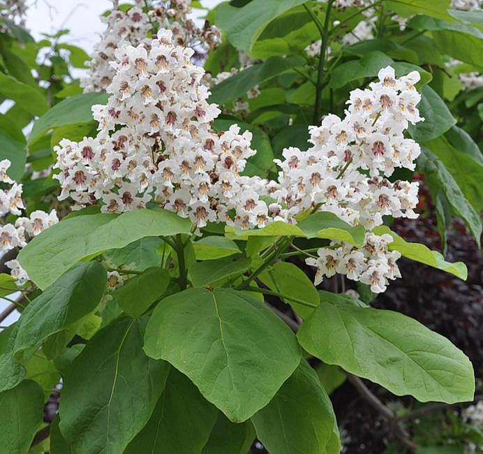 Катальпа бигнониевидная (Catalpa bignonioides) купить по цене 4.500,00 руб. в Москве в садовом центре Южный
