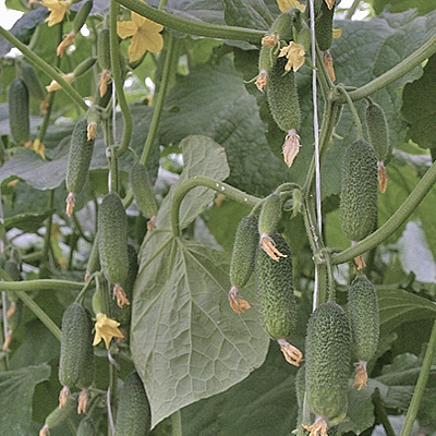 Огурец 'Династия' F1