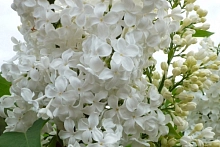 Сирень обыкновенная 'Комтесс Д' Аркур' (белая)
