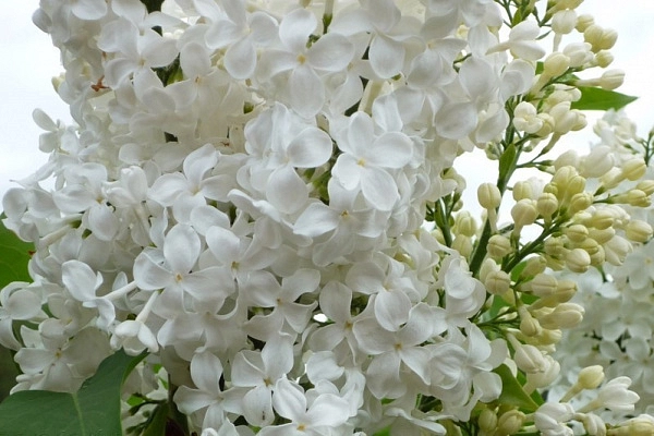 Сирень обыкновенная 'Комтесс Д' Аркур' (белая)