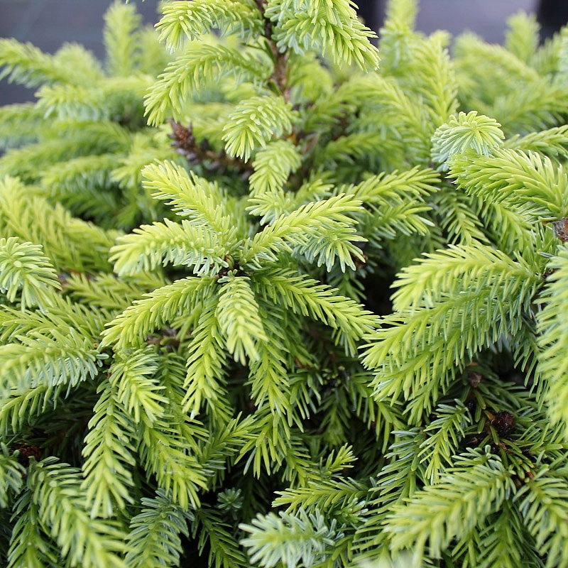 Ель сербская 'Нана'